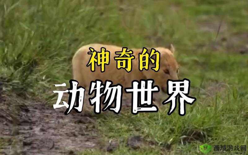 美国 ZOOM 动物高清资源：探索奇妙动物世界