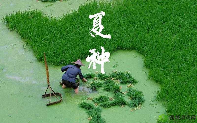 夫妻插秧 38 种方法精彩图片全展示