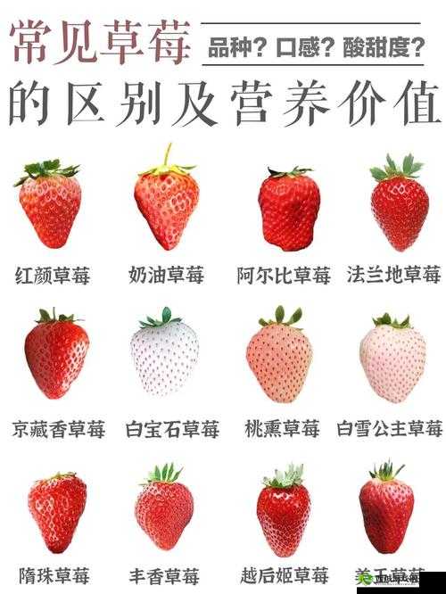 实力蜜丝婷大草莓和小草莓对比之详细差异与特点解析