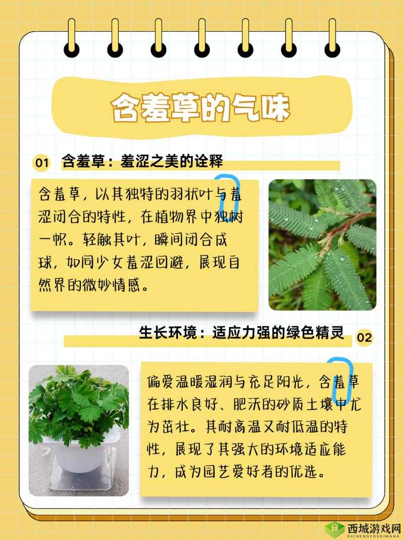 含羞草茎早晚上的神奇变化特点