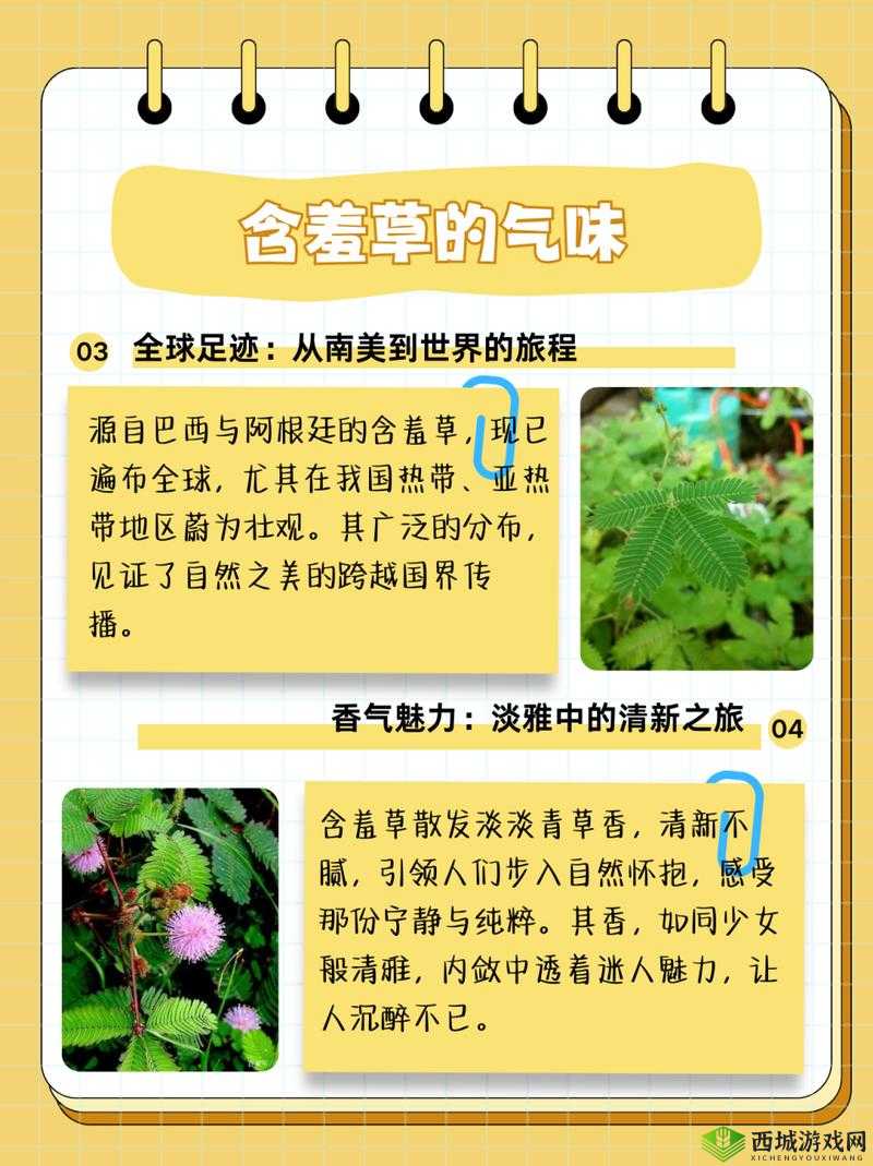 含羞草的茎，早晚会有哪些特点呢？