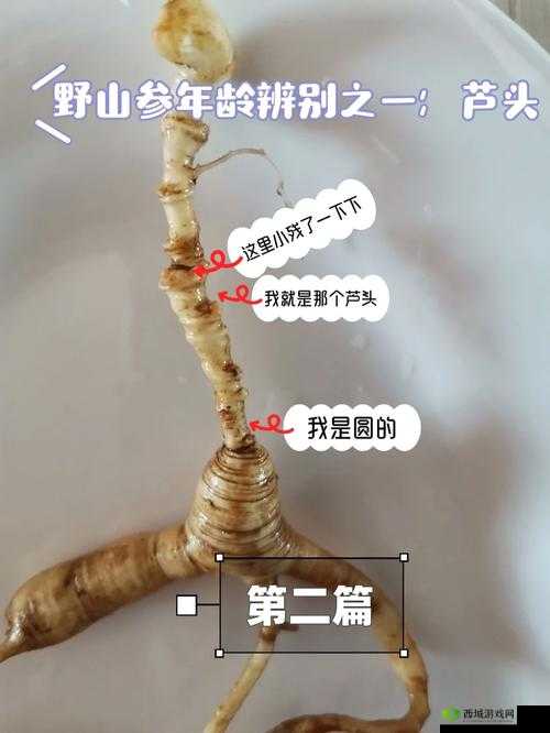 探索珍贵药材侠客人参的多元化应用与神奇功效
