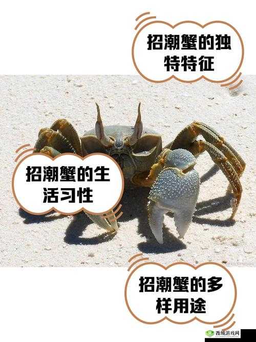 海岛纪元破潮蟹究竟有多强？全面捕捉培养攻略大揭秘！